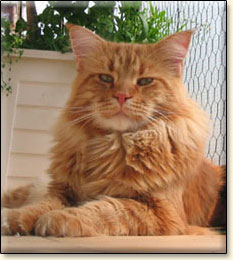 Villa Park*PL maine coon cattery