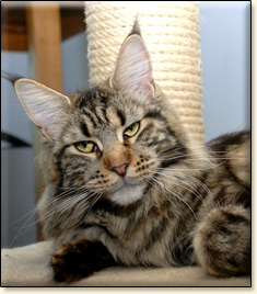 Villa Park*PL maine coon cattery