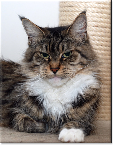 Dreamy of Villa Park*PL - Maine Coon cat picture