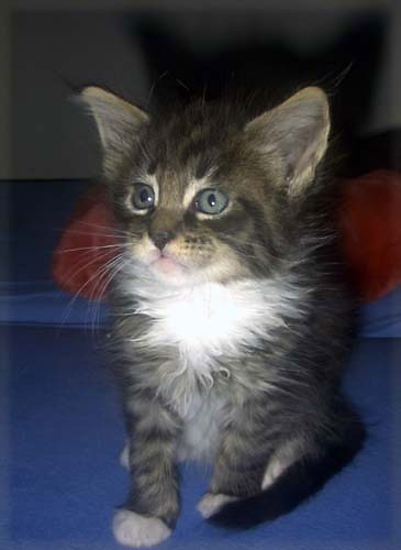 Maine Coon cattery Villa Park*PL