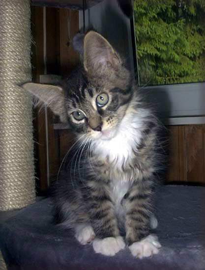 hodowla kotw rasy Maine Coon Villa Park*PL