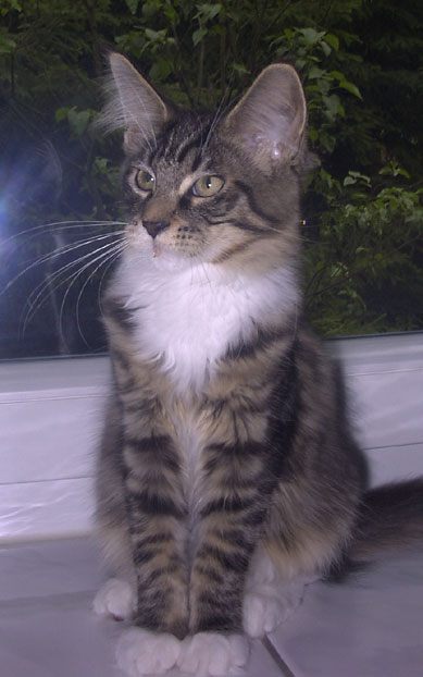 hodowla kotw maine coon Villa Park*PL