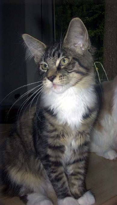 Maine Coon cattery Villa Park*PL