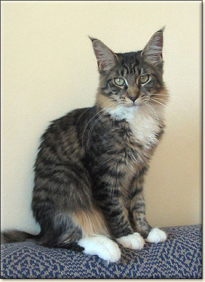 hodowla kotw rasy Maine Coon Villa Park*PL