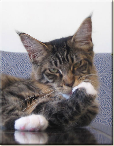 hodowla kotw maine coon Villa Park*PL