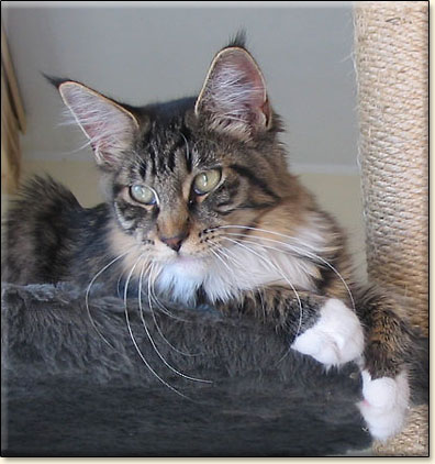 Maine Coon cattery Villa Park*PL