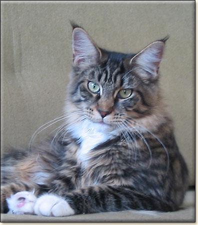 maine coon cattery Villa Park*PL