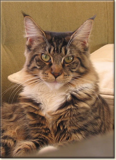 hodowla kotw maine coon Villa Park*PL