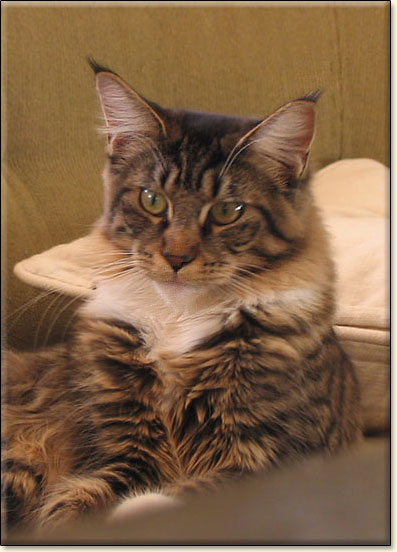 Maine Coon cattery Villa Park*PL