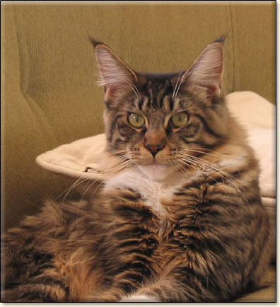 maine coon cattery Villa Park*PL