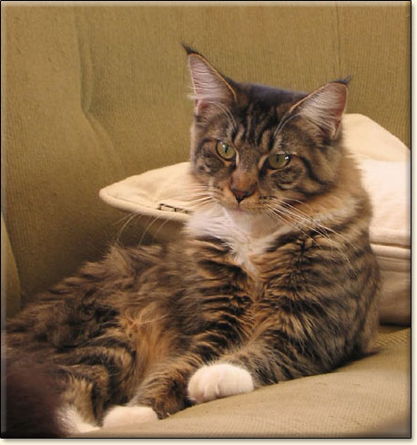 hodowla kotw rasy Maine Coon Villa Park*PL