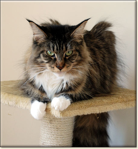 hodowla kotw maine coon Villa Park*PL