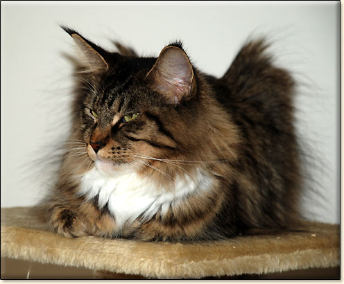 Maine Coon cattery Villa Park*PL