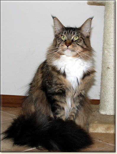 maine coon cattery Villa Park*PL