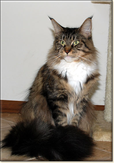 hodowla kotw rasy Maine Coon Villa Park*PL