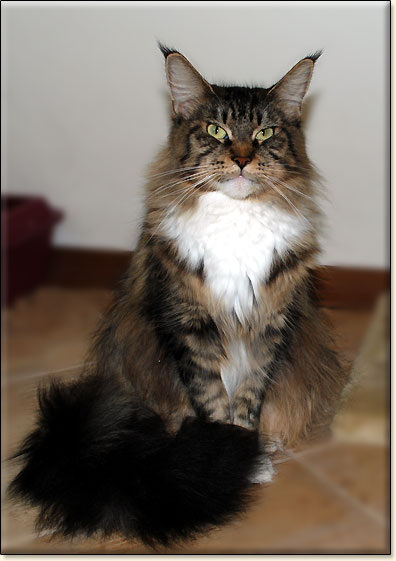 hodowla kotw maine coon Villa Park*PL