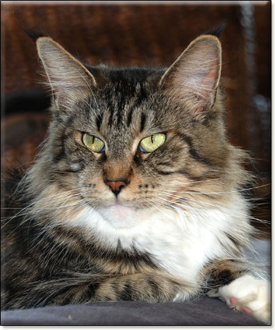 hodowla kotw rasy Maine Coon Villa Park*PL