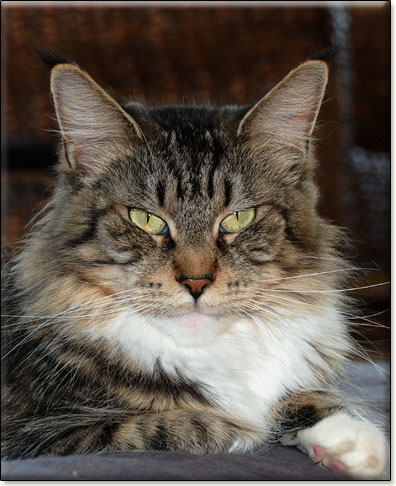 hodowla kotw maine coon Villa Park*PL