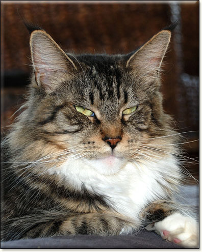 Maine Coon cattery Villa Park*PL