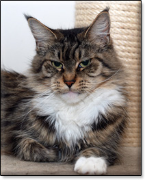 Villa Park*PL maine coon cattery