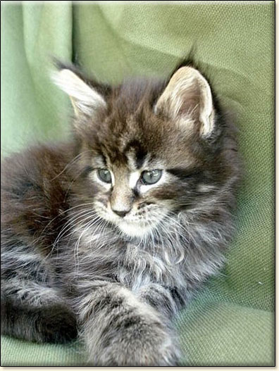 hodowla kotw maine coon Villa Park*PL