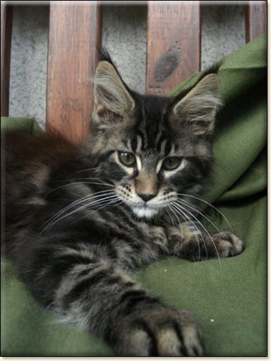 maine coon cattery Villa Park*PL