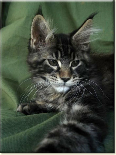 hodowla kotw rasy Maine Coon Villa Park*PL