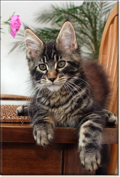 hodowla kotw maine coon Villa Park*PL