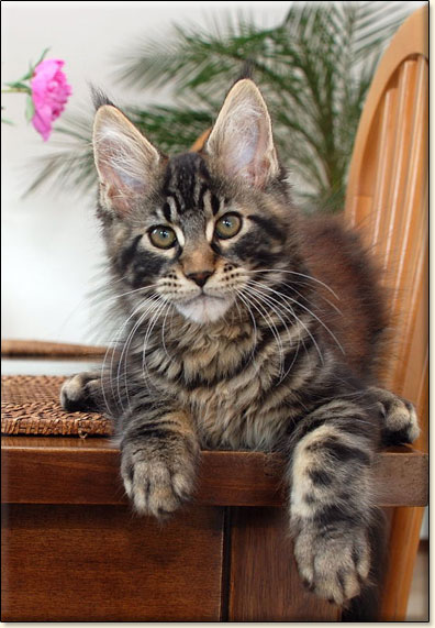 Maine Coon cattery Villa Park*PL