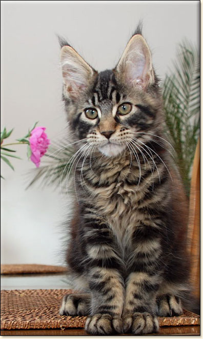 maine coon cattery Villa Park*PL