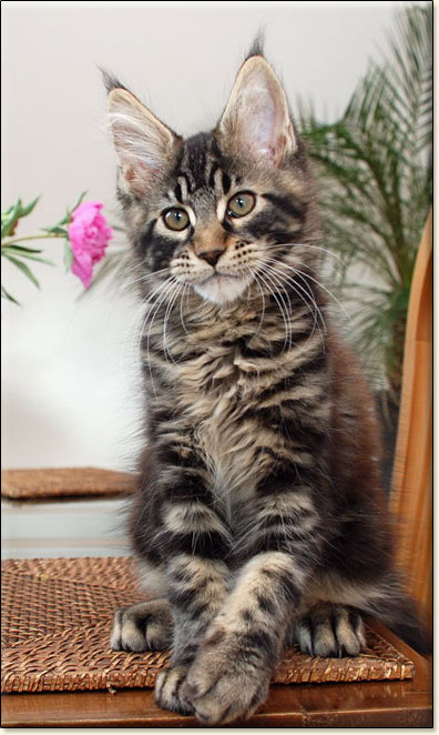 hodowla kotw rasy Maine Coon Villa Park*PL