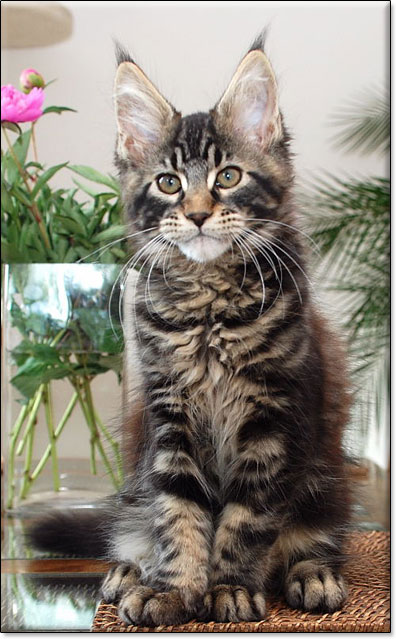 hodowla kotw maine coon Villa Park*PL