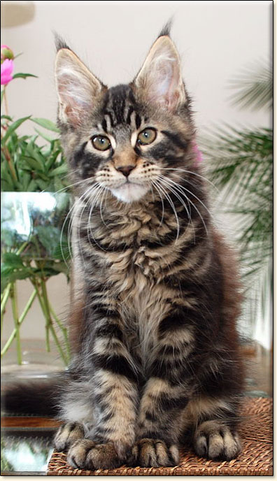 Maine Coon cattery Villa Park*PL