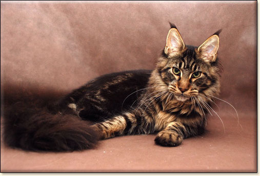 hodowla kotw rasy Maine Coon Villa Park*PL