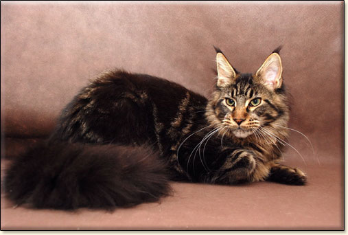 hodowla kotw maine coon Villa Park*PL