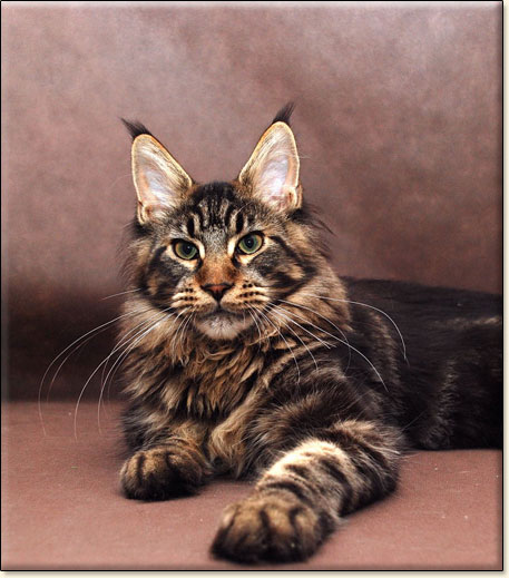 Maine Coon cattery Villa Park*PL