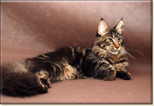 hodowla kotw maine coon Villa Park*PL