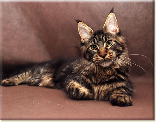 Maine Coon cattery Villa Park*PL