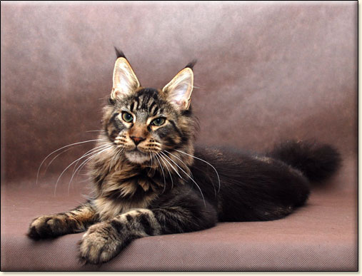 maine coon cattery Villa Park*PL