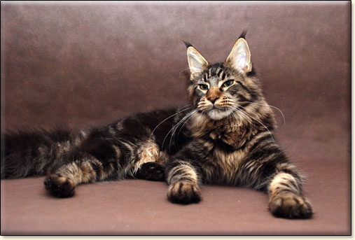 hodowla kotw rasy Maine Coon Villa Park*PL