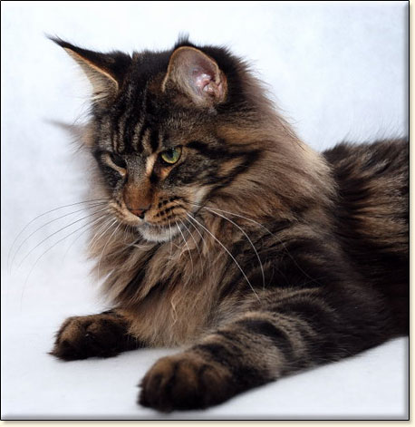 hodowla kotw maine coon Villa Park*PL