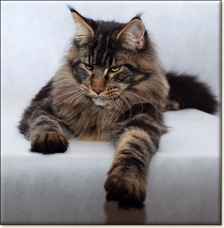 hodowla kotw rasy Maine Coon Villa Park*PL