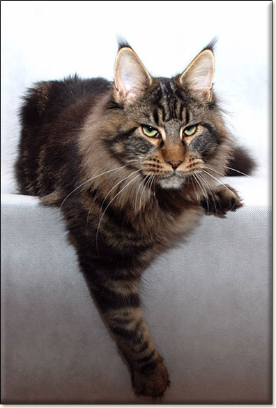 Maine Coon cattery Villa Park*PL