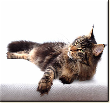 hodowla kotw rasy Maine Coon Villa Park*PL