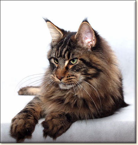 hodowla kotw maine coon Villa Park*PL