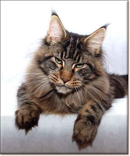 Maine Coon cattery Villa Park*PL