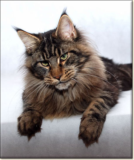 maine coon cattery Villa Park*PL