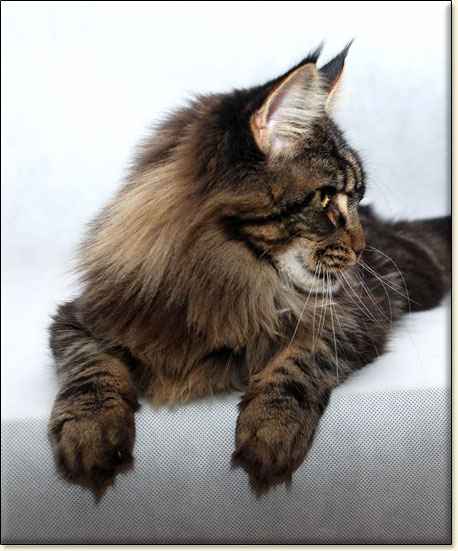 maine coon cattery Villa Park*PL