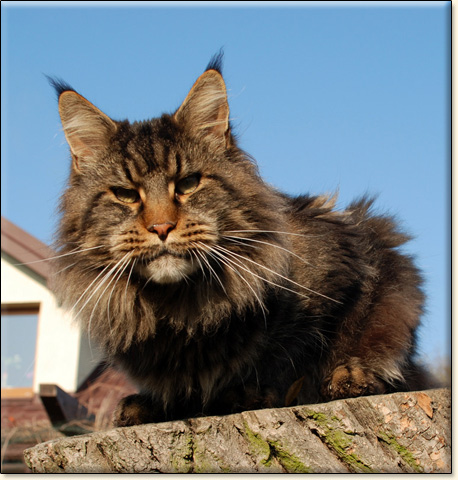 hodowla kotw maine coon Villa Park*PL