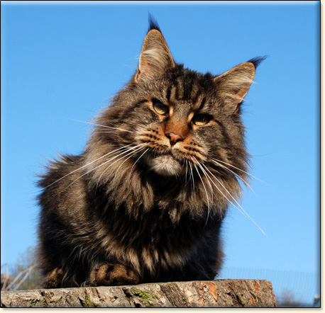 hodowla kotw rasy Maine Coon Villa Park*PL